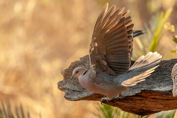 pigeon in profile with open wings in Botswana, Africa
