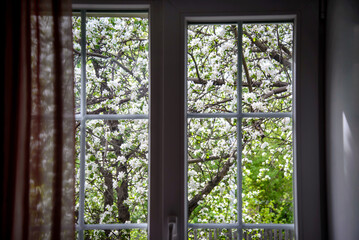 View from the window to the blooming garden