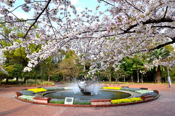日比谷公園のカラフルな噴水池と満開の桜