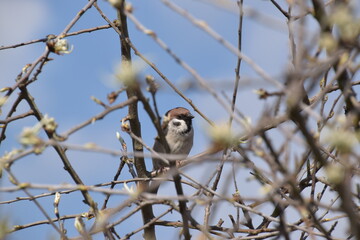 Feldsperling - Feldspatz