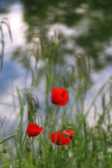Poppy flowers in a field. Selective focus.