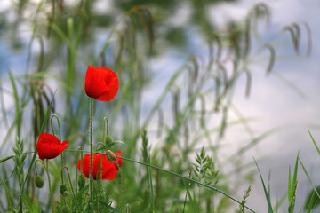Poppy flowers in a field. Selective focus.