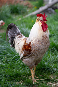 Icelandic Rooster