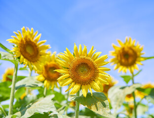 爽やかな青空と複数のヒマワリの花