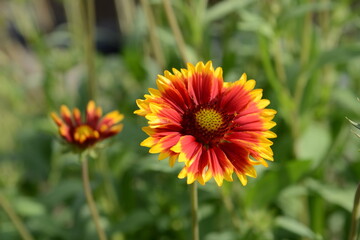 グラデーションの花びらが美しいテンニンギク