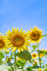 青空を背景に満開のヒマワリの花