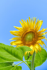 シンプルな一輪のヒマワリの花　青空背景