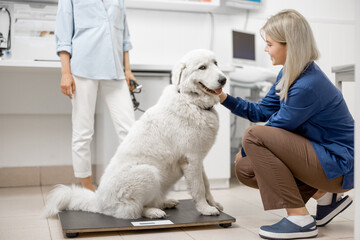Big happy white dog sitting on the veterinarian scales while doctor inspects the dog and owner...