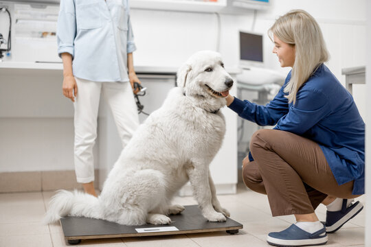 Big happy white dog sitting on the veterinarian scales while doctor inspects the dog and owner behind the dog.