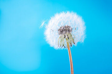 Closeup of dandelion, flying seeds on a blue sky