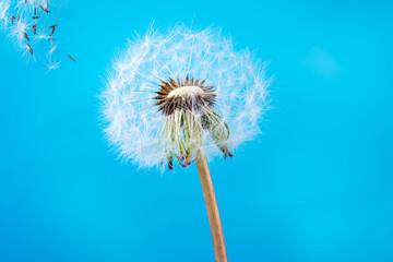 Closeup of dandelion, flying seeds on a blue sky