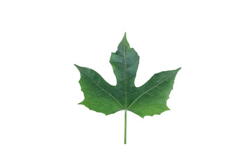 Fototapeta premium The flat lay green leaf pattern on white background, Chaya tree, Tree spinach