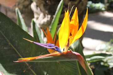 Bird of paradise