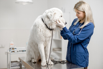 Happy female veterinarian looks at the patient big white dog standing at examination table. Pet don't afraid the doctor. Visit to the vet clinic. Pet care and check up. 