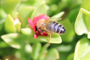 Sweet bee
