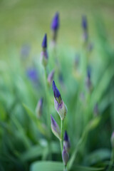 Macrophotography. A bush of blooming blue iris.