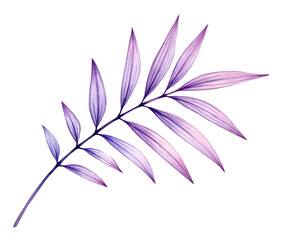 Fototapeta na wymiar Watercolor palm leaf. Exotic purple plant isolated on white. Transparent jungle tree leaves. Realistic botanical illustration hand drawn