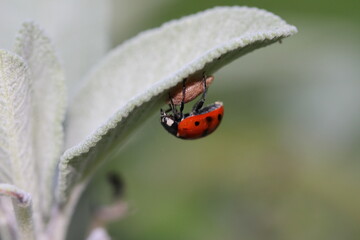 Ladybug