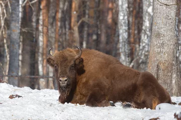Fotobehang Big bison in winter forest on a sunny  winter day © Shchipkova Elena