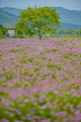 田舎の風景