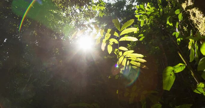 Timelapse video of the jungle and rainforest at sunset, pierced by sunbeams, in the remote area of Saluopa Waterfall, Poso Regency, Central Sulawesi, Indonesia. Wild natural environment.