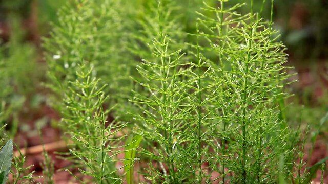morning dew on green branches of horsetail