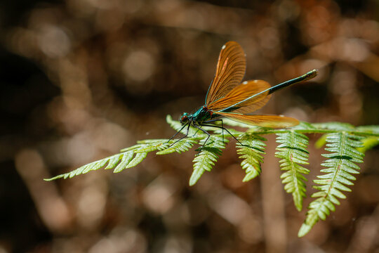 Closeup of a dragonfly on fresh green fern leaves under the sunlight - Powered by Adobe