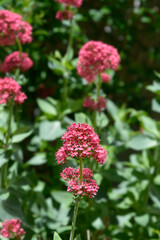 Red valerian