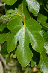 Common fig