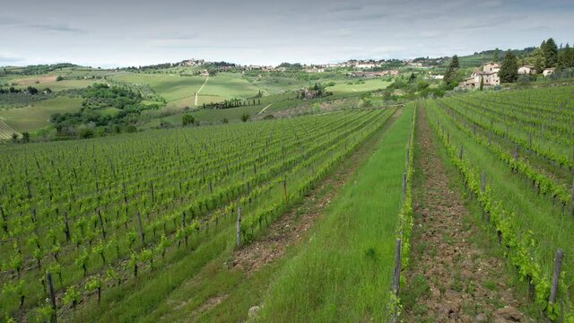 Aerial view of beautiful young green vineyards with artesian well at Panzano in the Chianti area in Tuscany. Italy