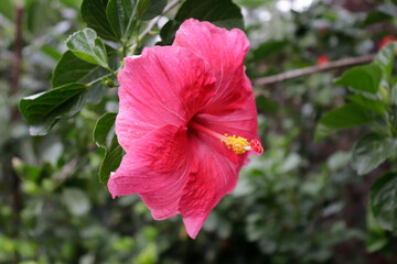 beautiful pink rose colored Chinese hibiscus Hawaiian rosa-sinensis shoeblackplant rose mallow flower