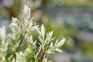 Flamingo Willow Hakuro Nishiki