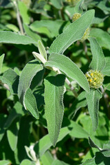 Jerusalem sage