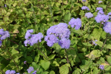 Lavender colored flowers of Ageratum houstonianum in July