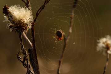 A little spider in a cobweb, A small spider hangs in its little web, 