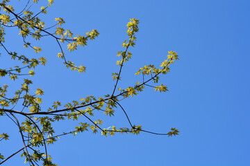 Silver maple