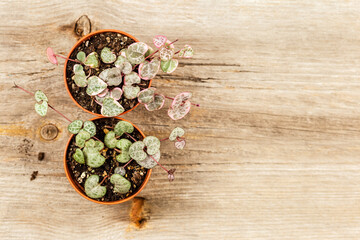 String of hearts young ceropegia plant in a pot