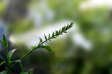 a green leaf in indian tree