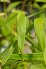 Umbrella bamboo Asian Wonder