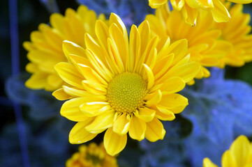 beautiful yellow flowers in bloom