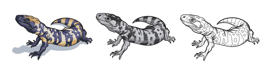 Reptile lizard animal. Reptile in natural wildlife isolated in white background. Color, black and white illustration and outline for coloring. Vector illustration