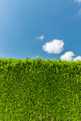 Thujahecke vor Blauem Himmel Close-up