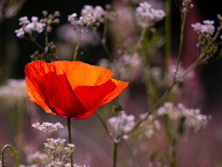 Fototapeta premium Mohn, Klatschmohn, Wiese, Wildblumen, Wildblumenwiese, rot