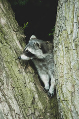 Waschbär im Baum