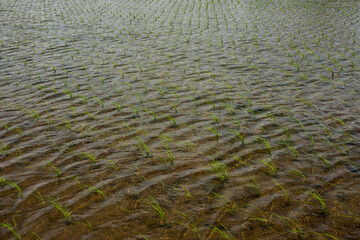 水面が光る田植えから間がない水田の風景