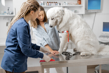 Veterinarian takes blood from a dog's paw with a syringe for analysis. Owner helps to the doctor....