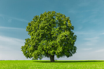 Fototapeta na wymiar Grüner Baum auf einem Hügel