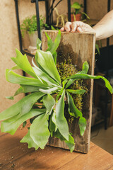 Platycerium or Staghorn Fern Mounted on Board