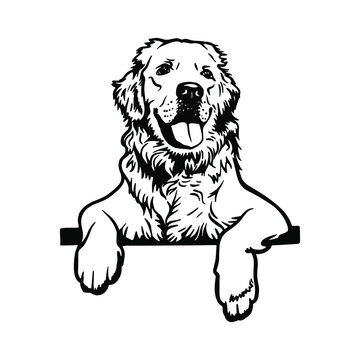 Portrait of a Golden Retriever With a tongue.
Clipart file for cutting vinyl stickers