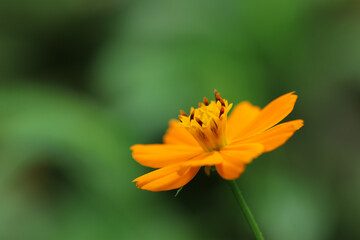 yellow flower with green background
